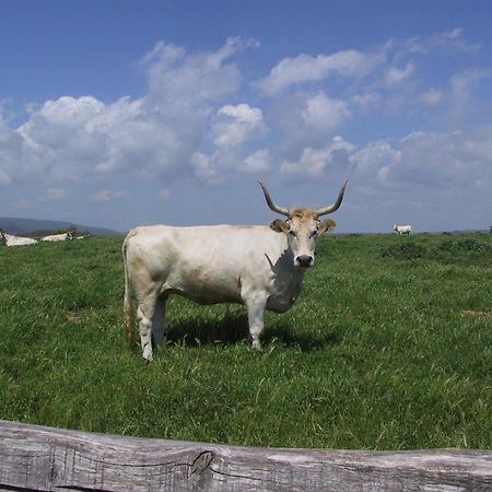 Agriturismo Casale Bonaparte Cellere Kültér fotó