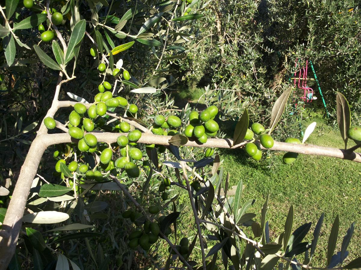 Agriturismo Casale Bonaparte Cellere Kültér fotó